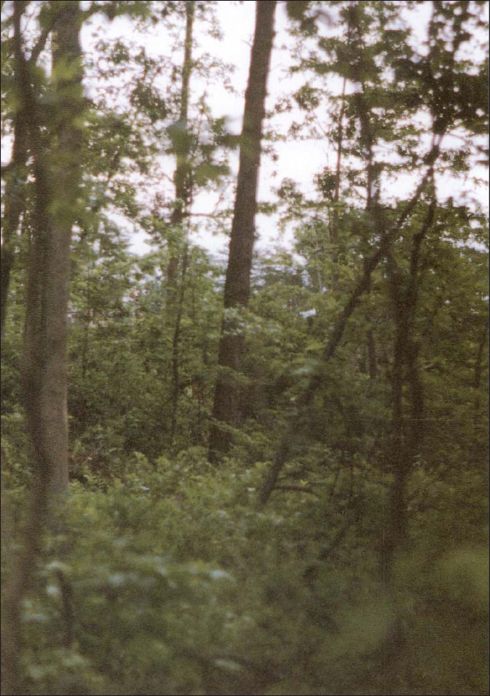 Woods surrounding Chancellorsville were filled with secondary growth that was - photo 2