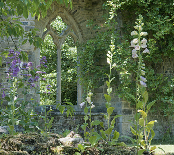 Foxgloves and red valerian in the ruined abbey folly at Woolbeding Gardens - photo 2