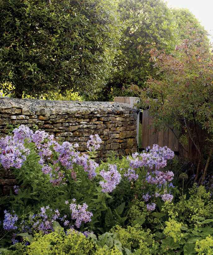 The loose informality of planting below the Rosa glauca all but hides the - photo 6