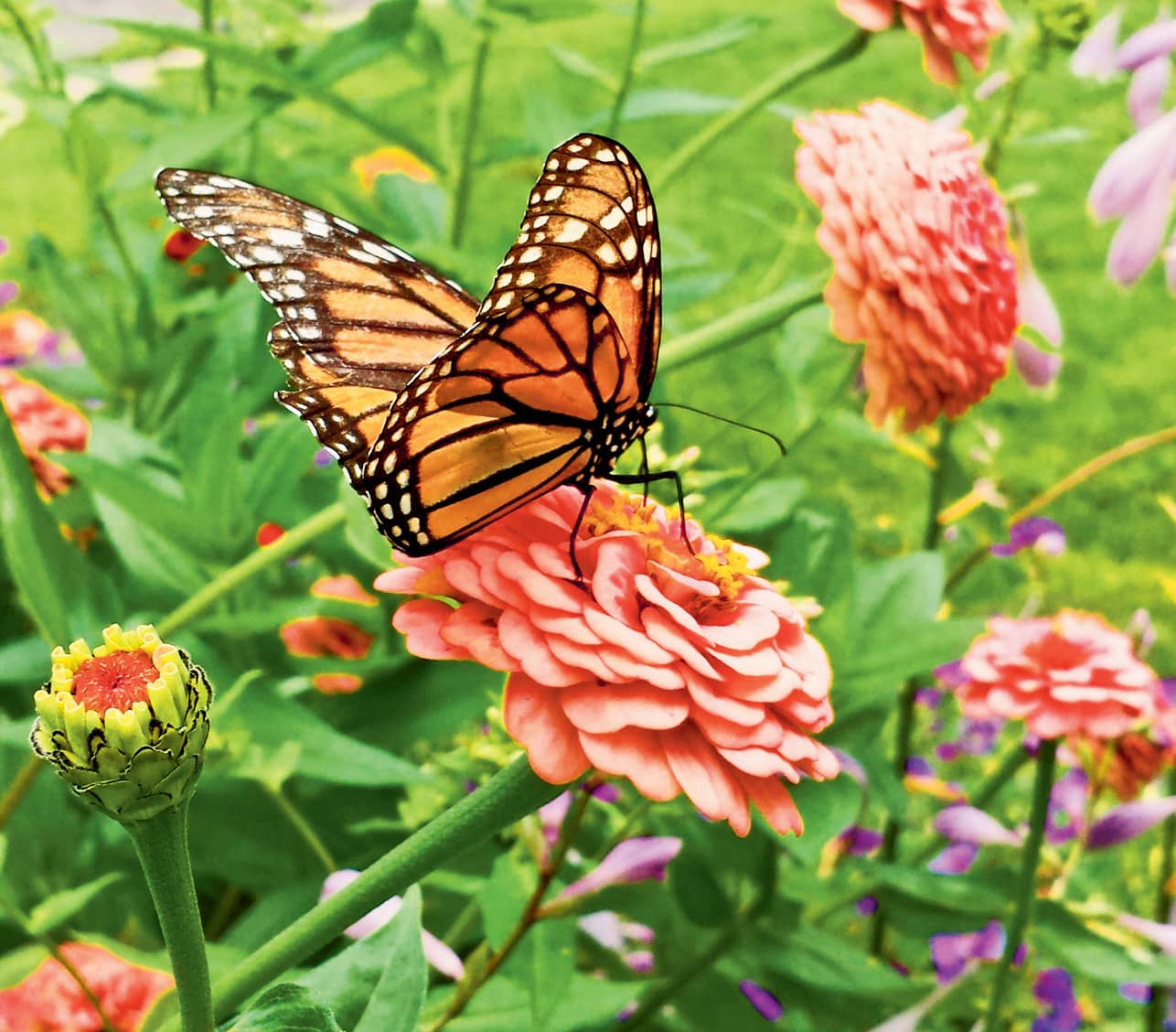 Butterflies love native plants such as butterfly weed and black-eyed Susans - photo 9