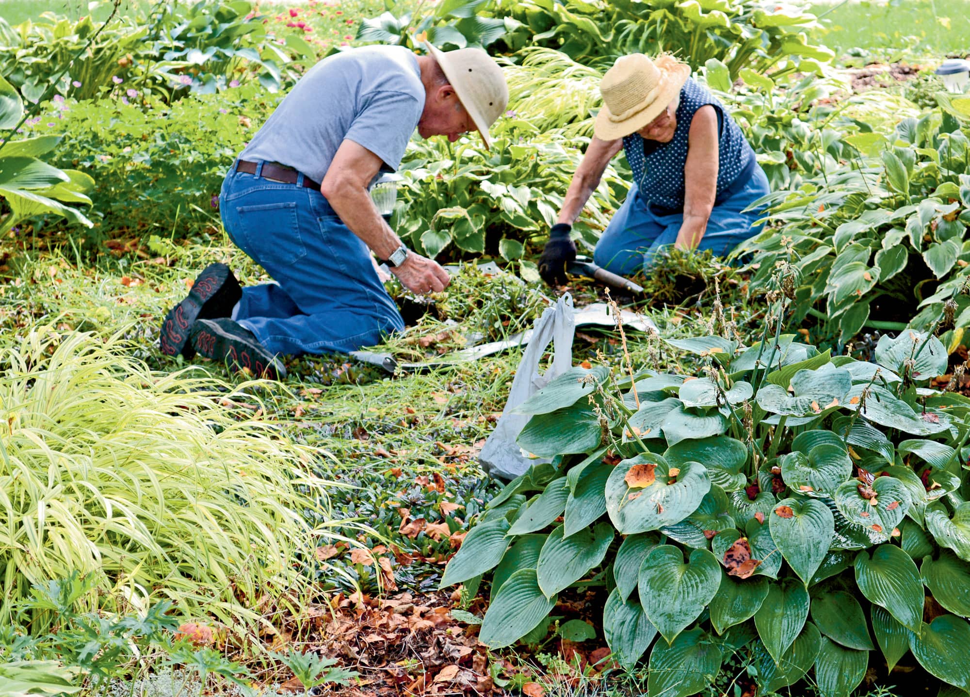 Dwight and Vivian Lund came to my front garden to help me divide some plants to - photo 10