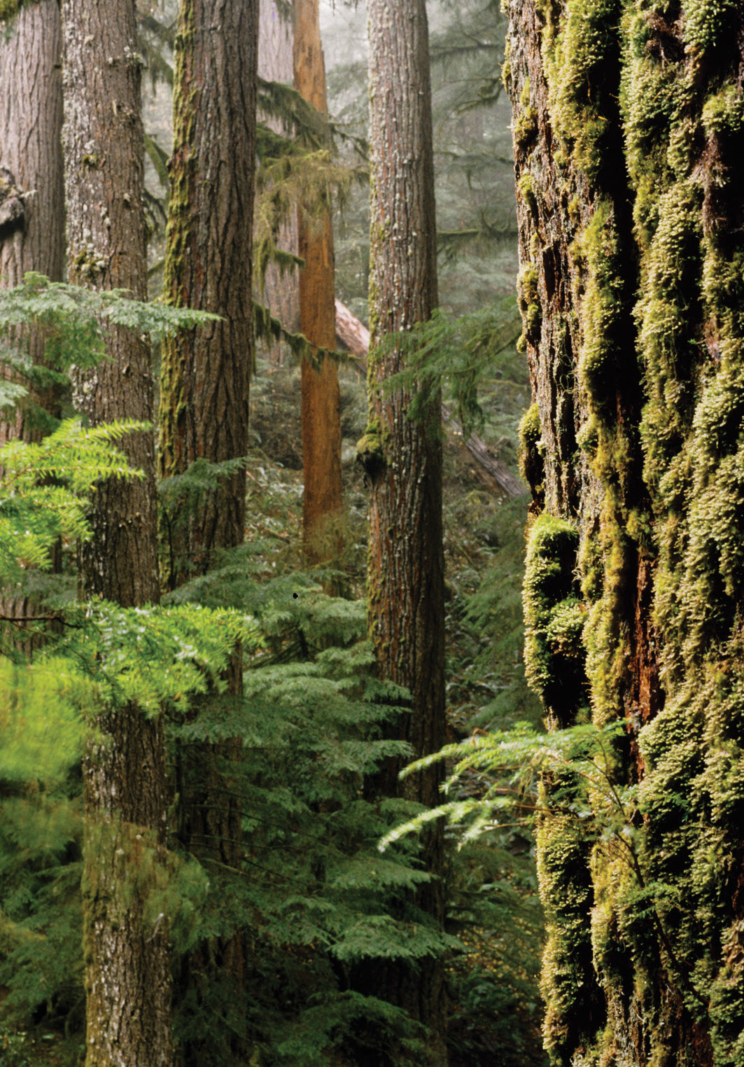 NATURAL HISTORY of the PACIFIC NORTHWEST MOUNTAINS PLANTS ANIMALS FUNGI GEOLOGY - photo 2