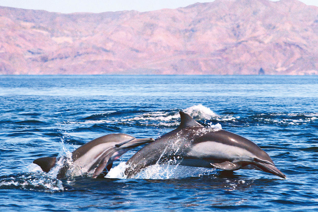 Baja Californias astonishing sea life Gray blue humpback and other whales - photo 5