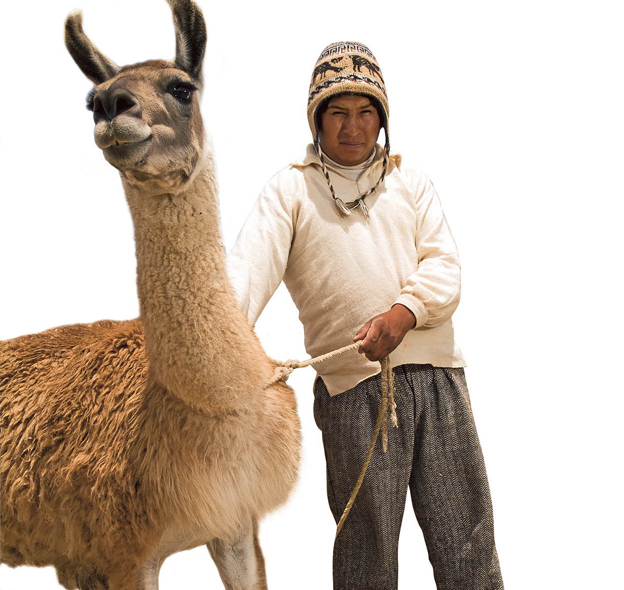 Cameloids Peru is home to four types of cameloid llamas alpacas guanacos - photo 14