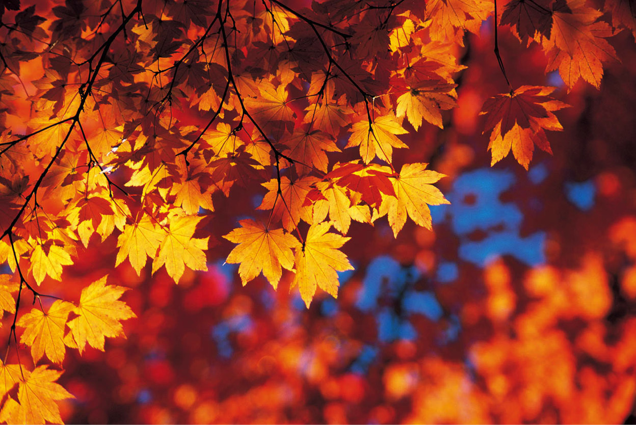 Fall foliage Leaf-peepers seek out the best spots to marvel at spectacular - photo 6