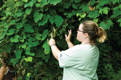 Karen finding wild grapes I grew up in a mostly rural area in southeastern - photo 4