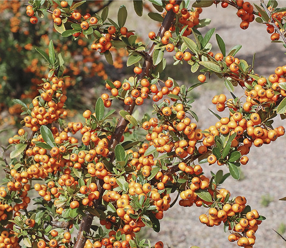 Firethorn resplendent with fruit Early spring harvest cholla buds - photo 4