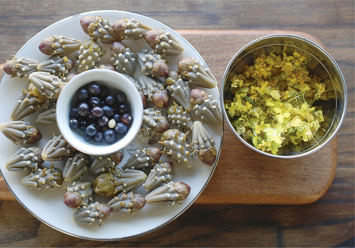 Early spring harvest cholla buds graythorn berries and blue palo verde - photo 5