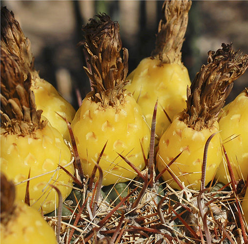 A spiral of barrel cactus buds emerge in the midsummer heat Whortleberrys - photo 6