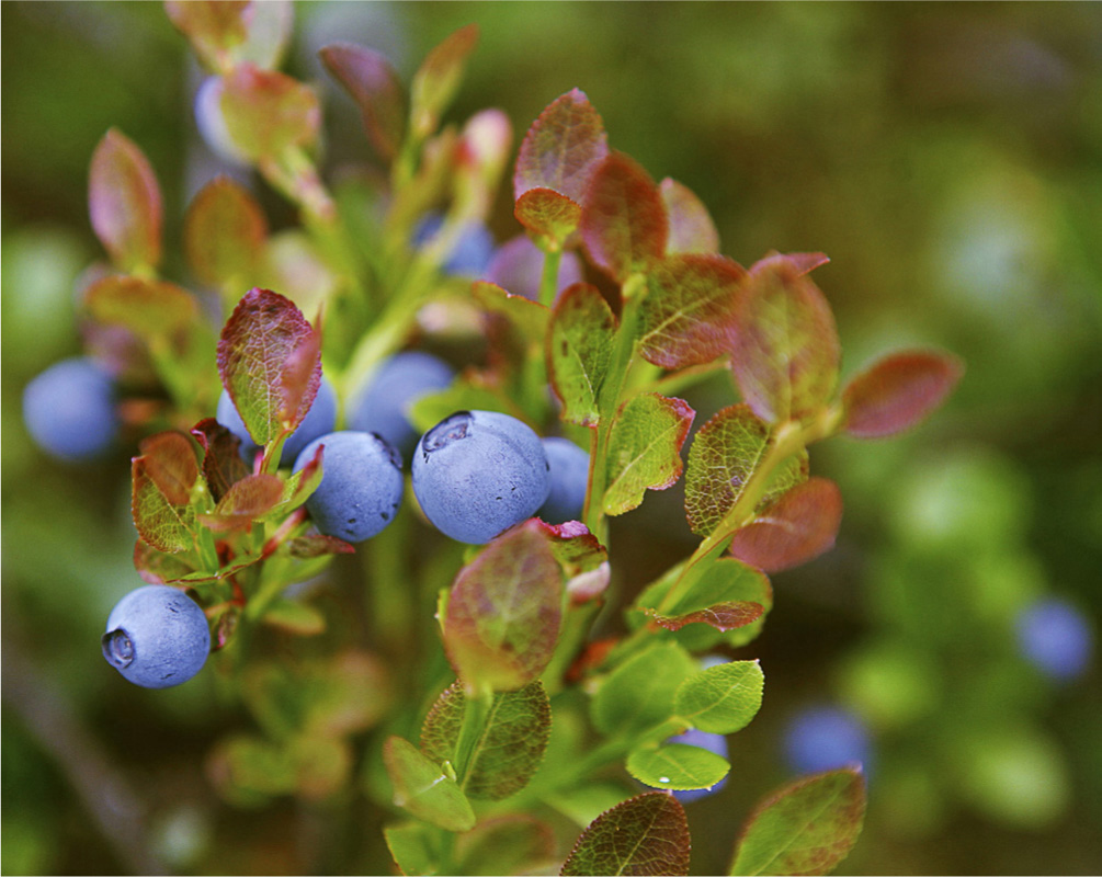 Whortleberrys sweet-tart fruit is a foraging favorite Foraging in the - photo 7