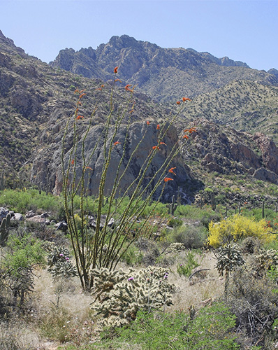 Blooming ocotillo and cacti of many shapes and sizes are familiar Southwest - photo 8