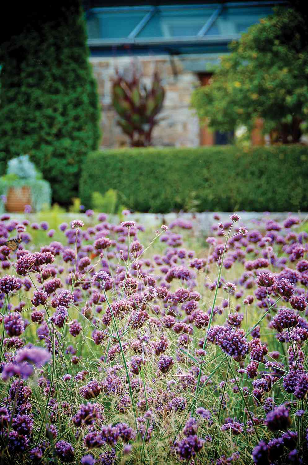 Drumstick verbena Verbena bonariensis blooms in the garden of Jack Hyland and - photo 5