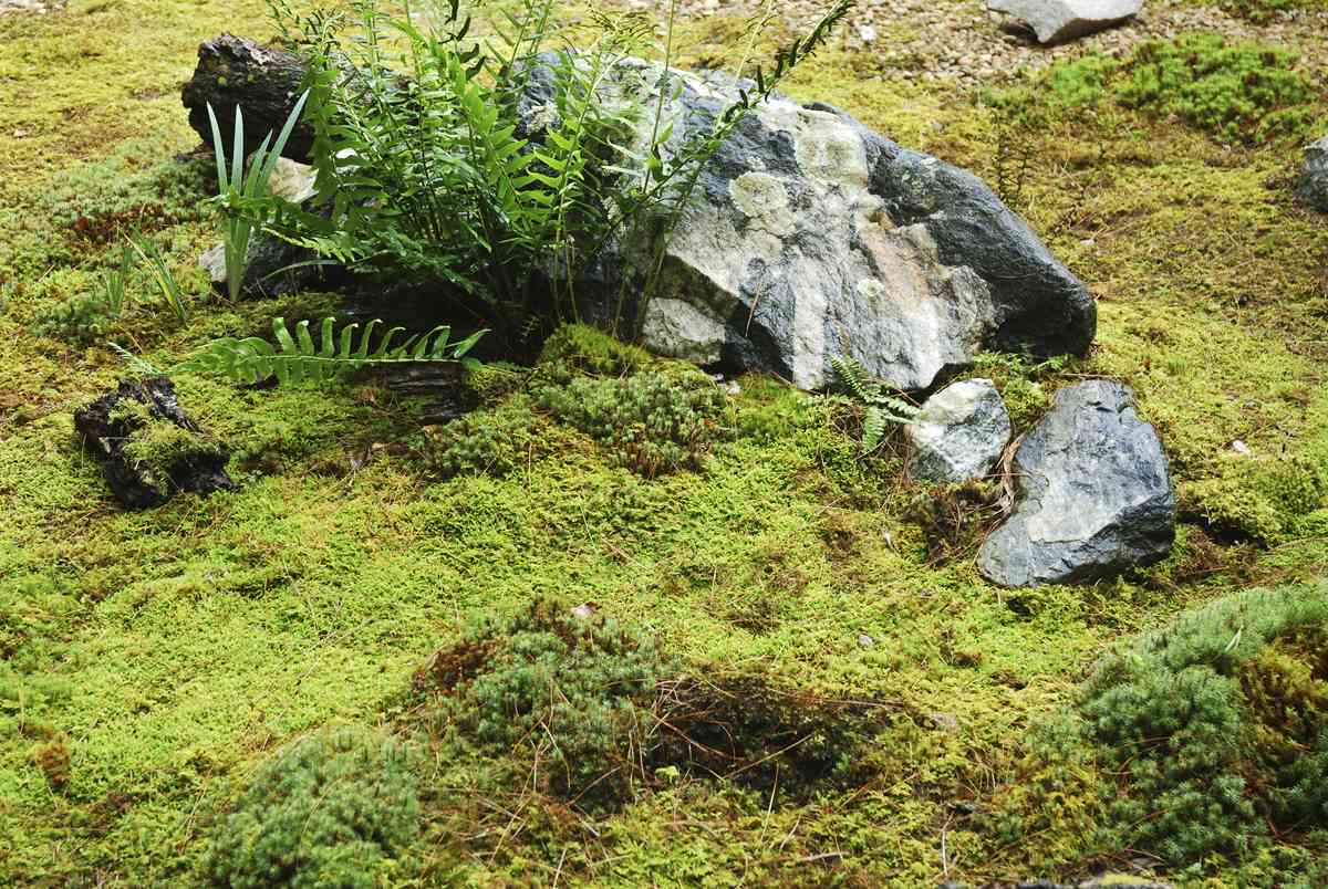 In my garden contrasts in scale and texture are provided by a granite boulder - photo 10