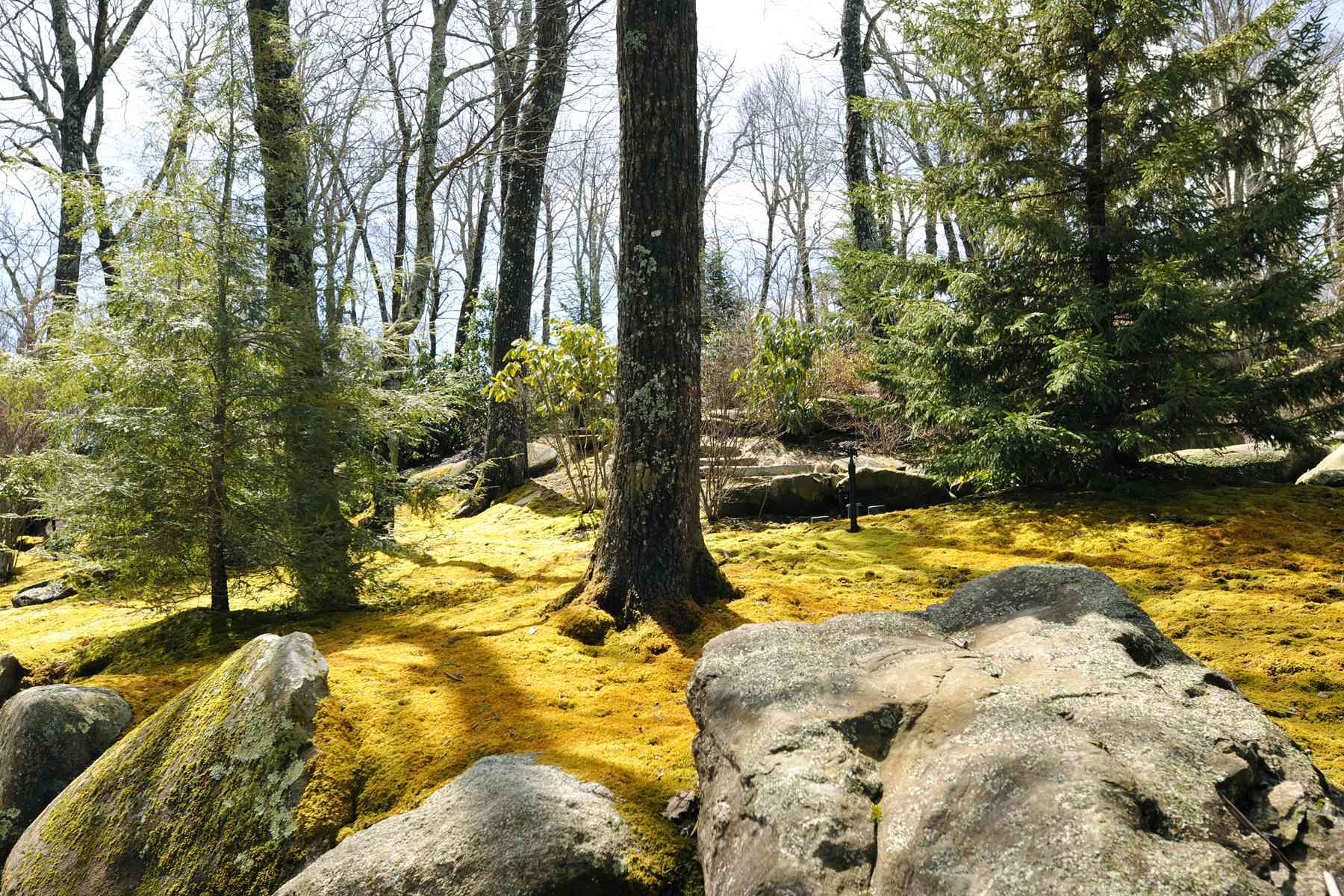 Not always green some mosses such as these Hypnum and Thuidium species at the - photo 11