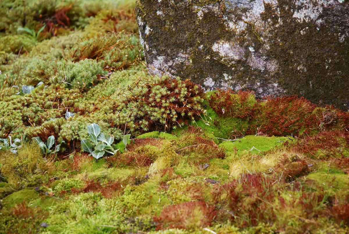 Spectacular Ceratodon purpureus sporophytes spore-producing plant structures - photo 13