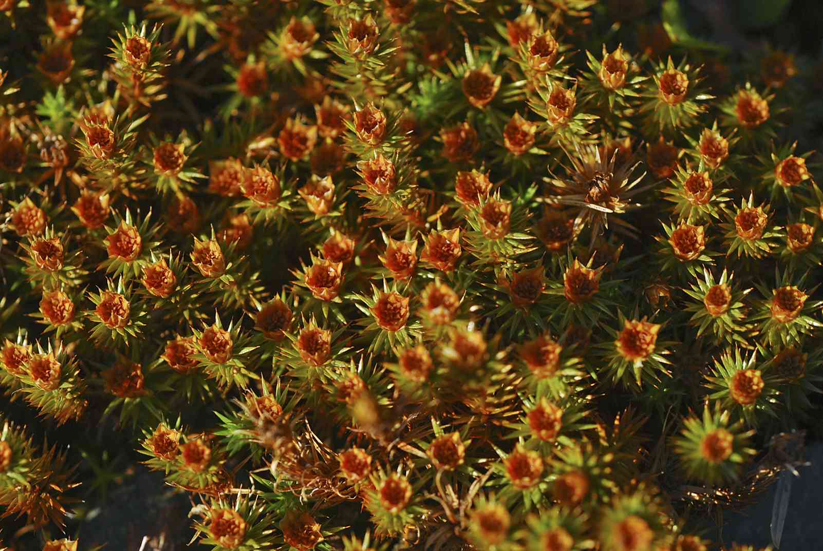 Male cups part of the reproductive process of Atrichum species offer an array - photo 14