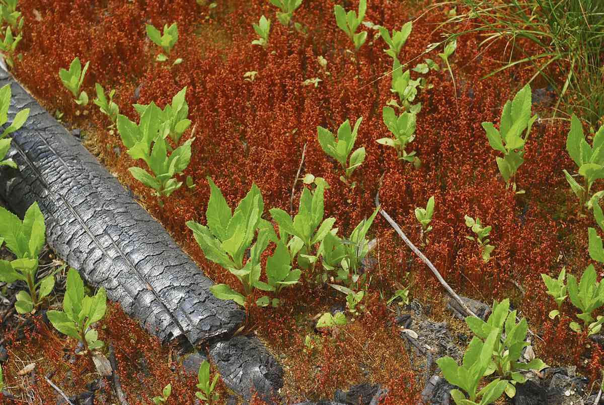 Funaria sporophytes arising from charred wood Atrichum undulatum - photo 4