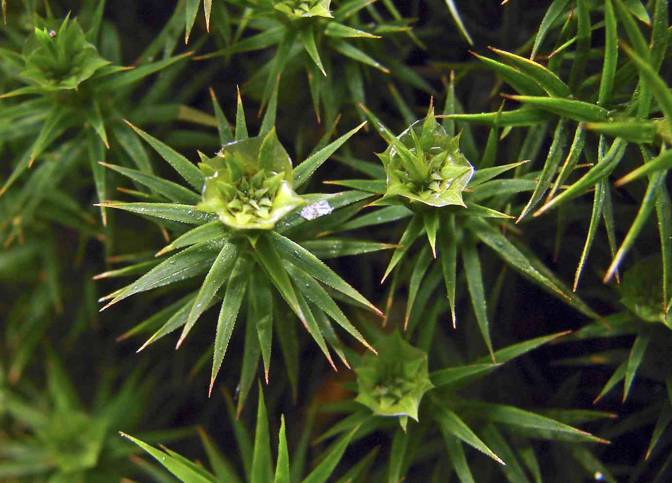 male Polytrichum cups contents Tolerant of cold and high heat Bryum - photo 6