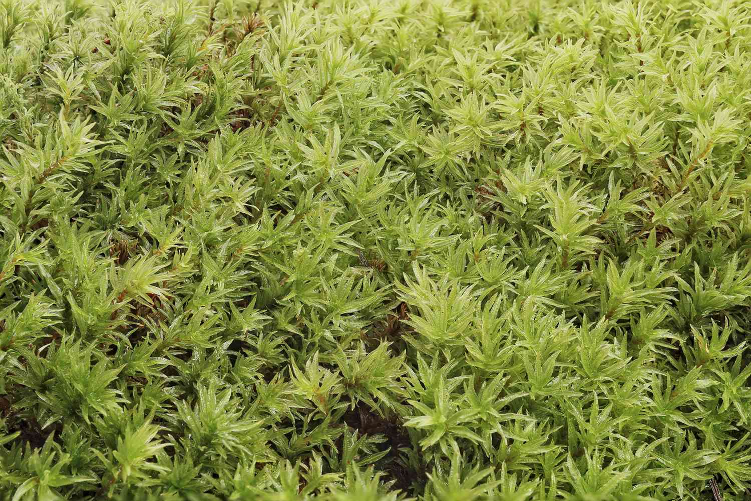 Atrichum undulatum male Polytrichum cups contents - photo 5