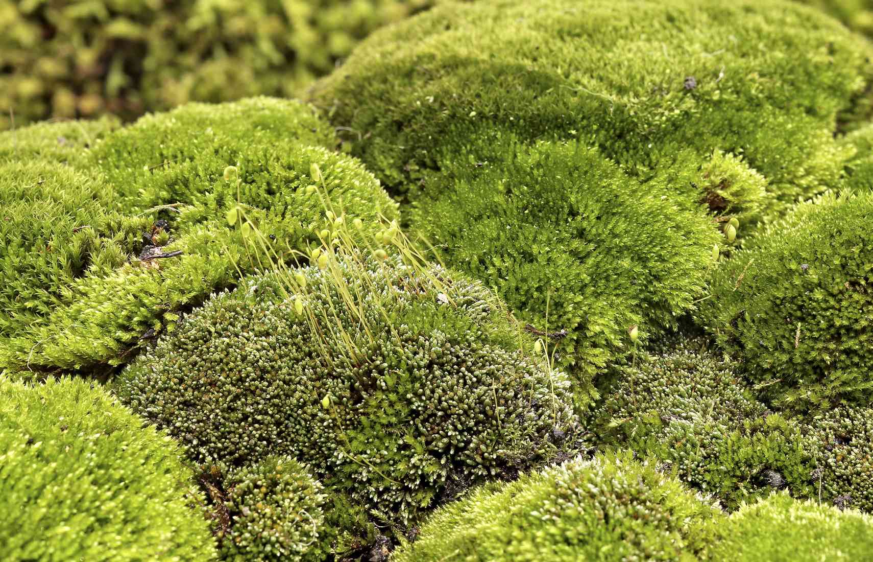 Tolerant of cold and high heat Bryum argenteum is commonly called sidewalk - photo 7