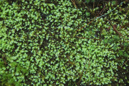 Annie Martin The Magical World of Moss Gardening