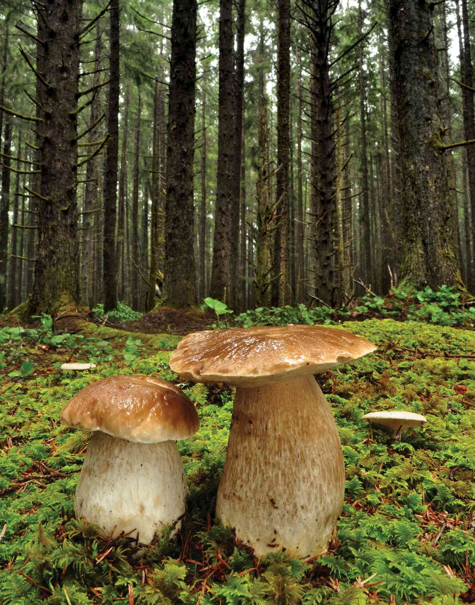 Mushrooms of the Redwood Coast A Comprehensive Guide to the Fungi of Coastal Northern California - photo 2