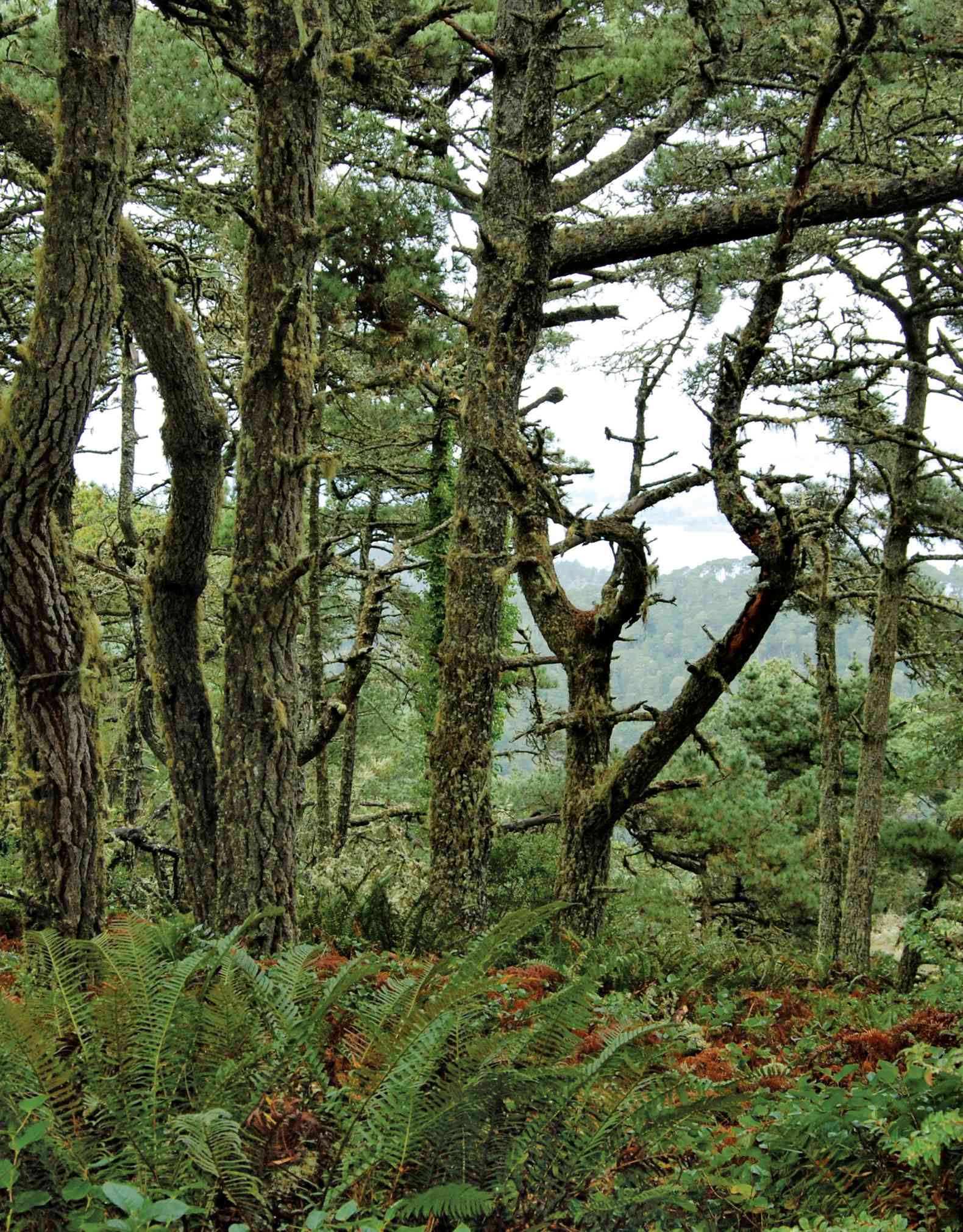 Introduction The rugged edge of the continent upon which Coast Redwoods dwell - photo 8