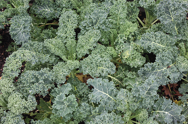 Kale Dwarf Most people will find it difficult to produce all the vegetables - photo 9