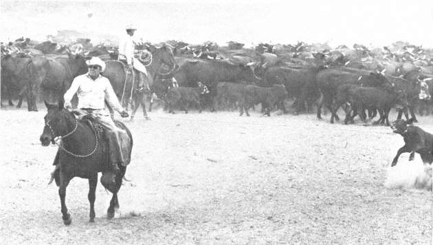 Anita Chica one of the great show mares raised by the King Ranch ridden by - photo 2