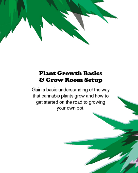 Photosynthesis the Marijuana Life Cycle Assuming youve never grown a plant - photo 10