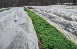 Bryan OHara - No-Till Intensive Vegetable Culture: Pesticide-Free Methods for Restoring Soil and Growing Nutrient-Rich, High-Yielding Crops