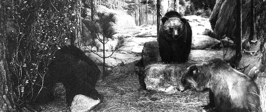 Family group of mounted grizzlies taken in the Sierra Madre of Chihuahua - photo 2