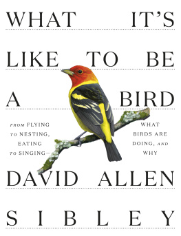David Allen Sibley - What Its Like to Be a Bird: From Flying to Nesting, Eating to Singing--What Birds Are Doing, and Why