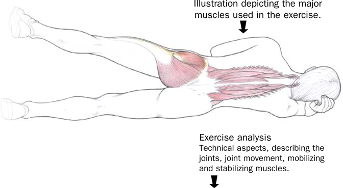 ANALYSIS OF MOVEMENT JOINT 1 Joints Hip Joint movement - photo 6