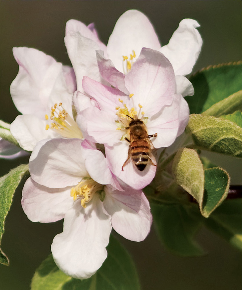 A honey bee visits an apple blossom Mary is a hobbyist beekeeper She keeps a - photo 3