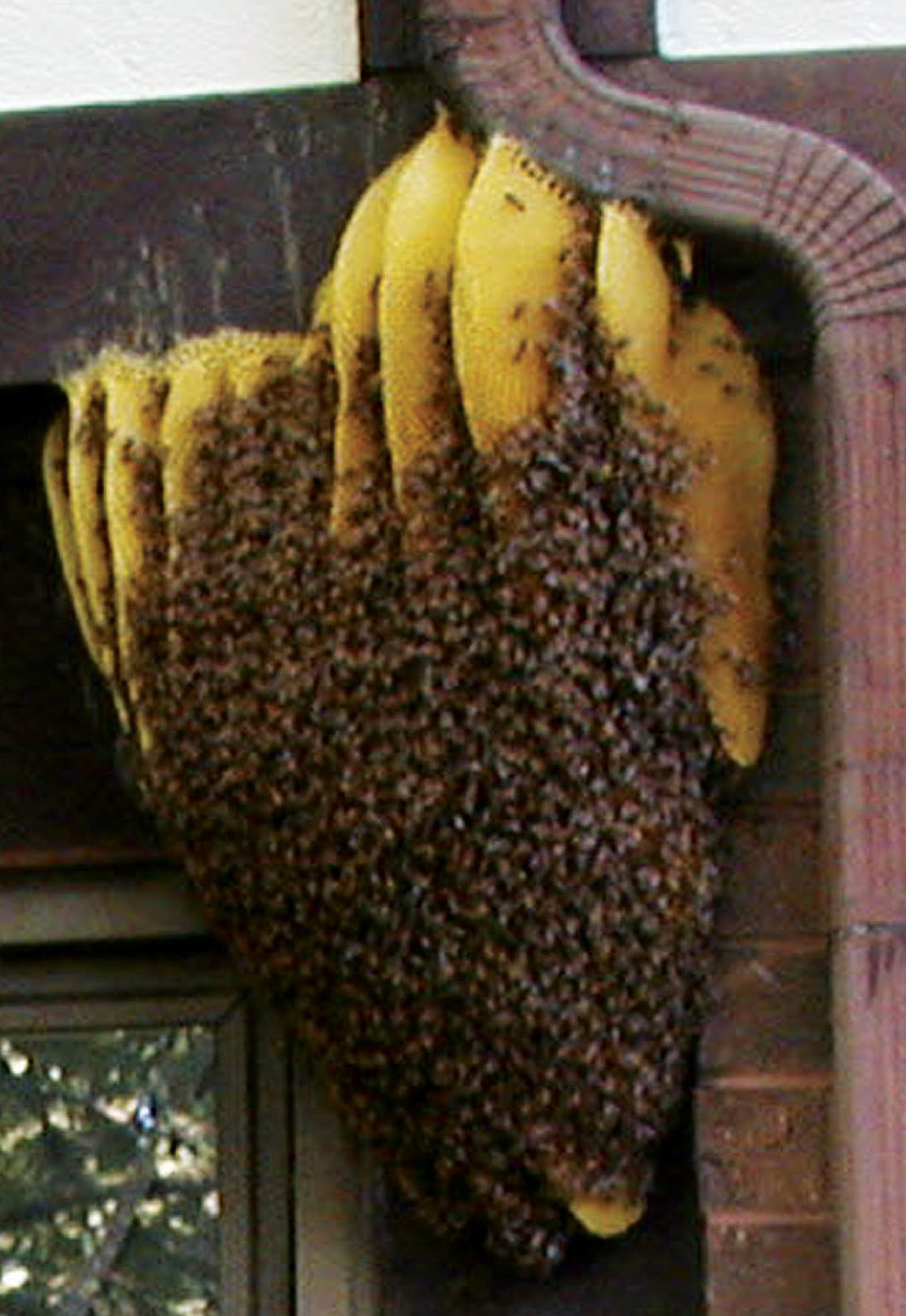 A wild honey bee hive Wild hives are typically build in protected placessuch - photo 7