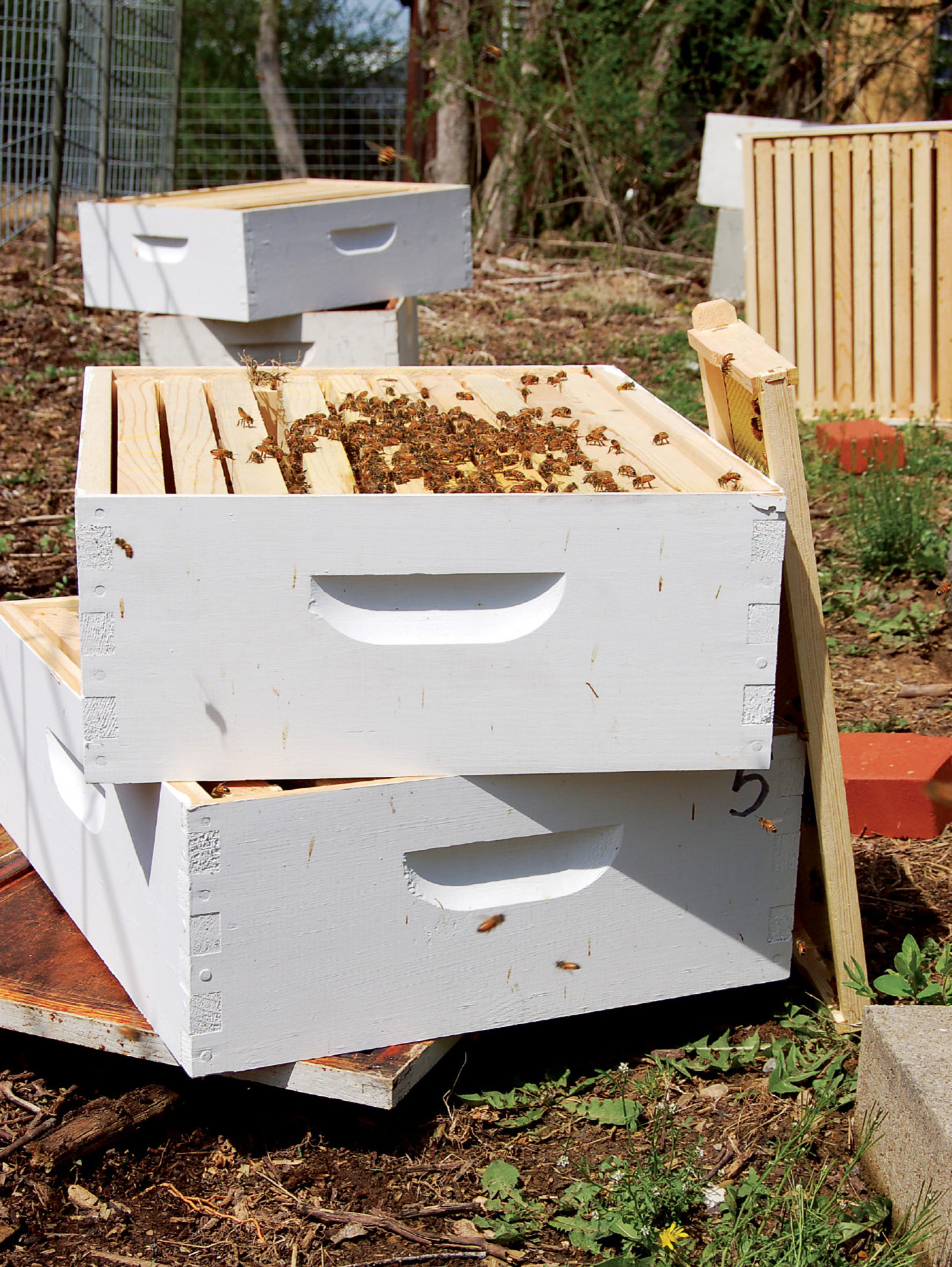 Each super contains ten two-sided sheets of honeycomb inside rectangular wooden - photo 8