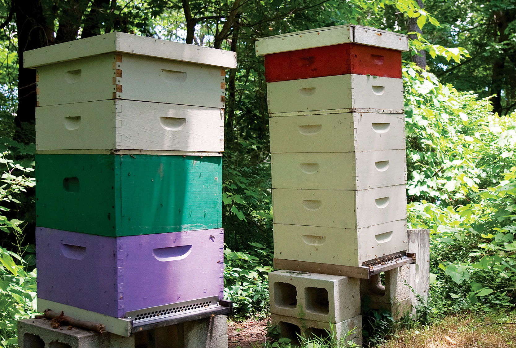 Two of the six hives in Marys apiary Each hive consists of from top to - photo 6