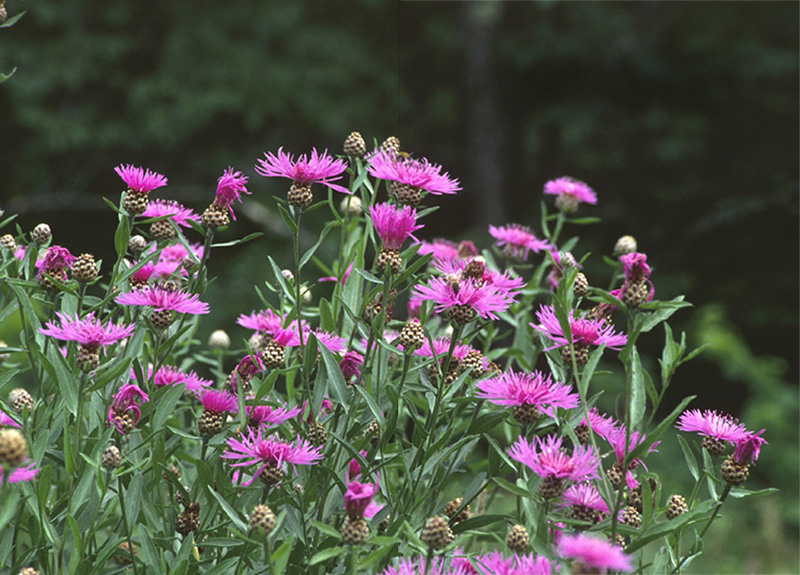 WILDFLOWERS of NEW ENGLAND Ted Elliman New England Wild Flower Society - photo 2