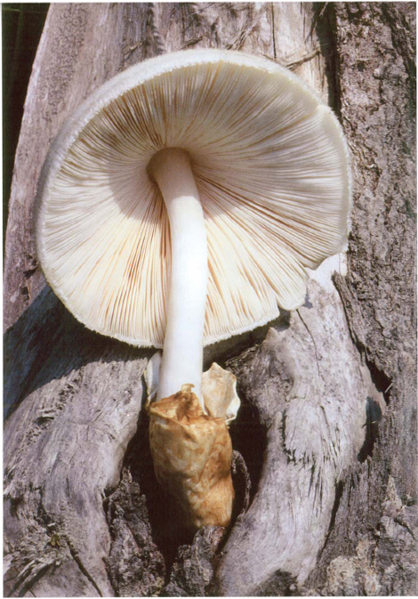 Edible Wild Mushrooms of North America A FIELD-TO-KITCHEN GUIDE BY DAVID W - photo 1