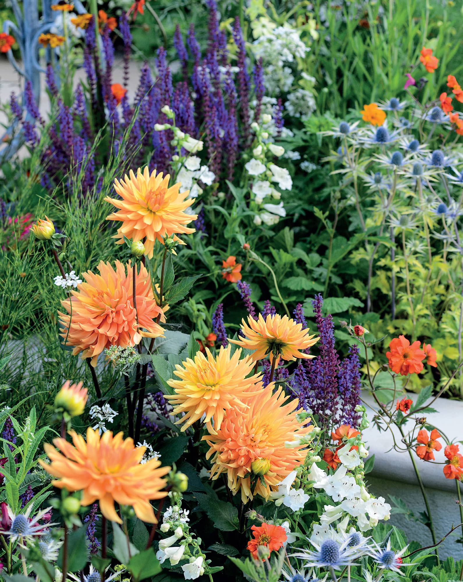 Spiky orange cactus dahlias steal the show in a mixed planting scheme Lessons - photo 6