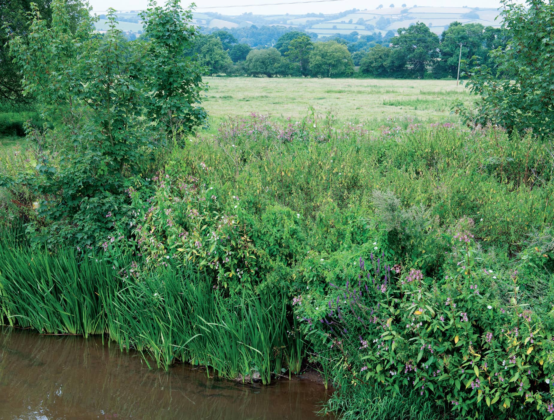 Wild flowers including purple loosestrife and water dropwort line the - photo 8