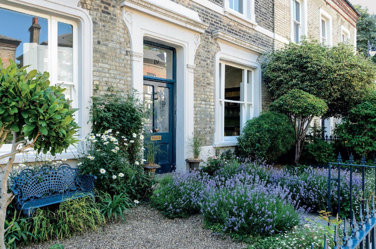 My front garden today is filled with a profusion of lavenders daisies and - photo 9