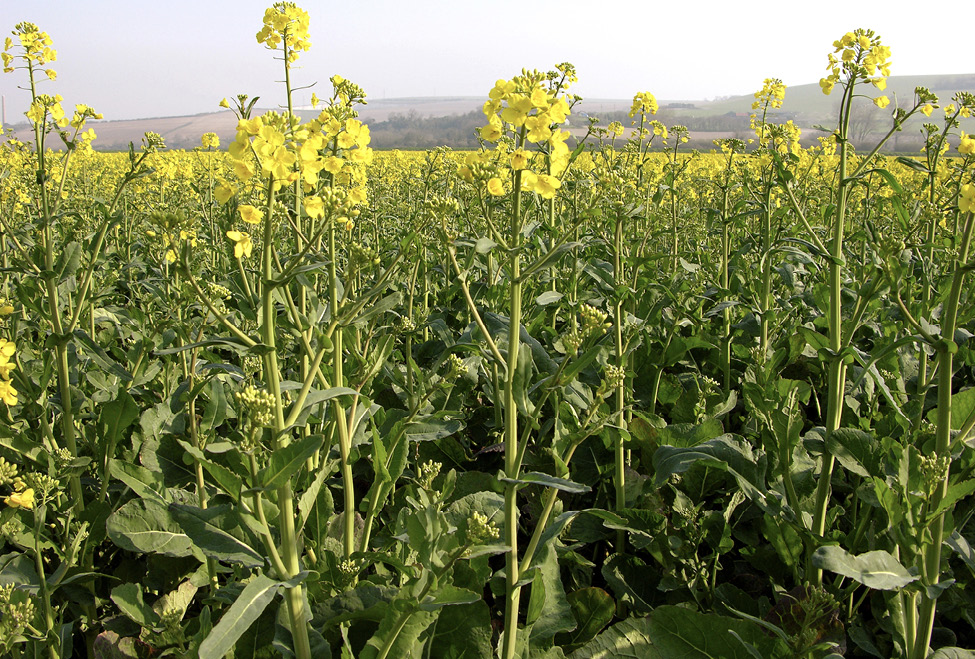 Whenever you see a field like this stop and gather wonderful greens of the - photo 4