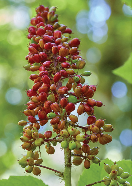 Devils club berries ripen in summer PACIFIC NORTHWEST MEDICINAL PLANTS - photo 1