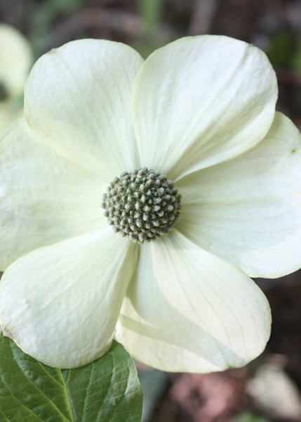 Pacific dogwood flowers illuminate the forest and show us who we are PREFACE - photo 5