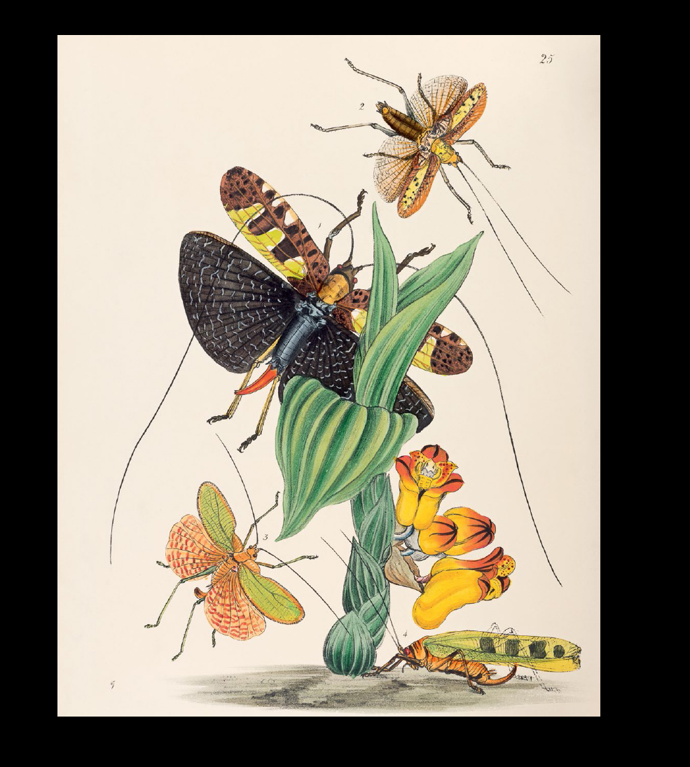 NATURAL HISTORIES INNUMERABLE INSECTS The Story of the Most Diverse and Myriad - photo 2