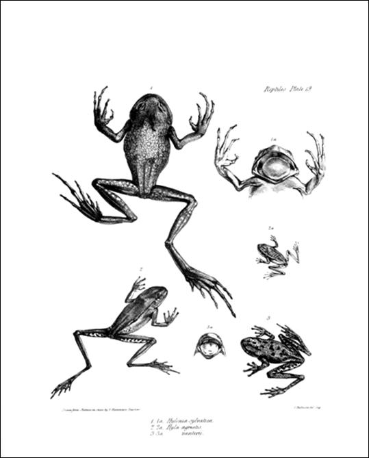 Figure 2 An original plate of a reptile from Part 5 of The Zoology of the - photo 11