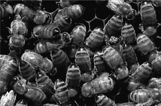 A tangle of worker bee bodies The honey bee nest is a crowded place Waggle - photo 3