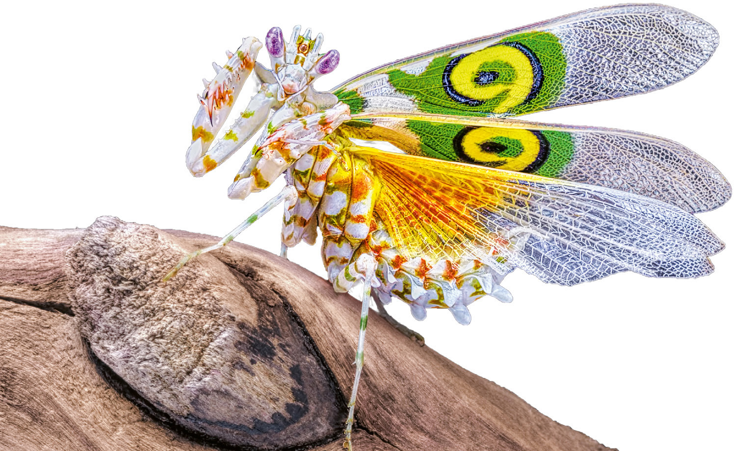 A spectacular Spiny Flower Mantis exhibits its eye-spot wing markings to - photo 3